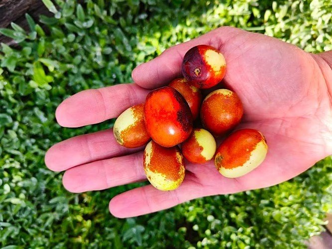 Унаби на ладони