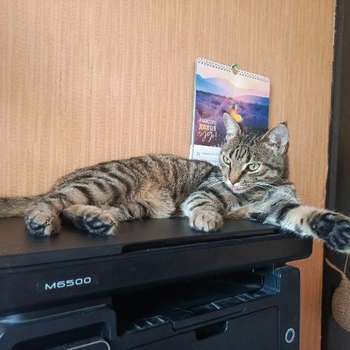 кот лежит на принтере