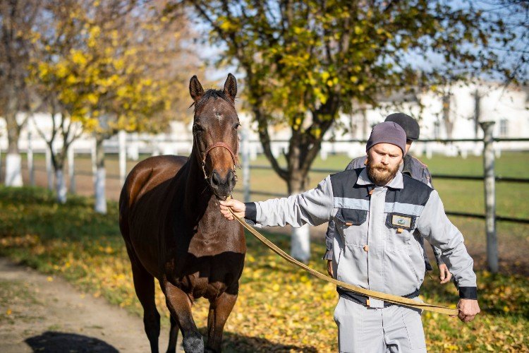 На аукционе