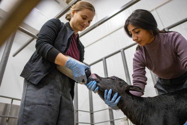 Кормление телёнка-клона