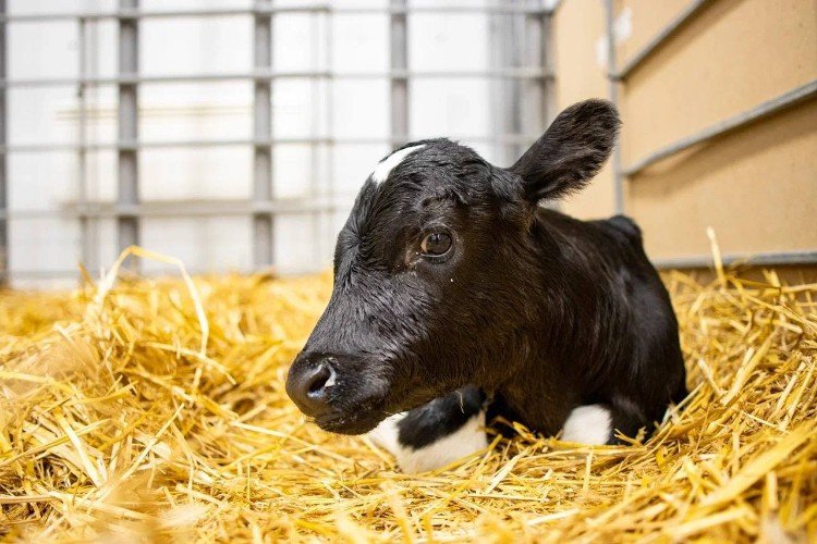 Телёнок-клон