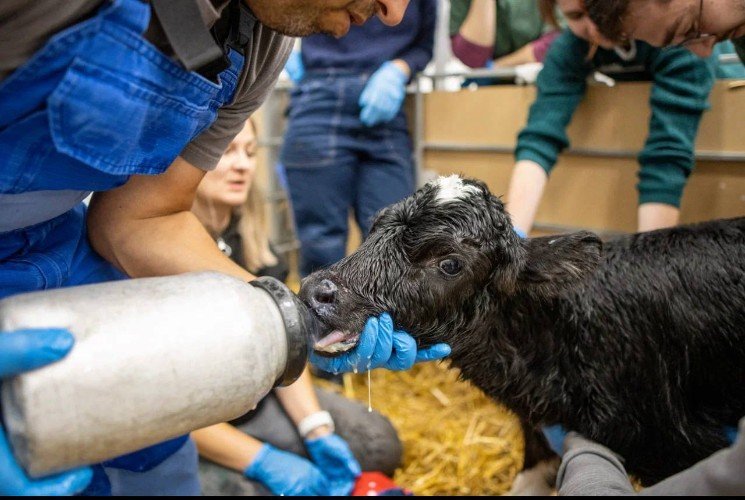 Клонированный телёнок