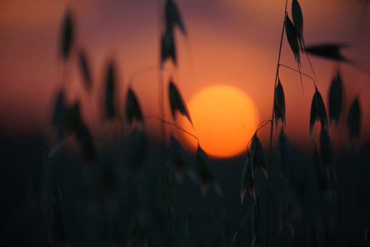 «Степное солнце на закате дня»