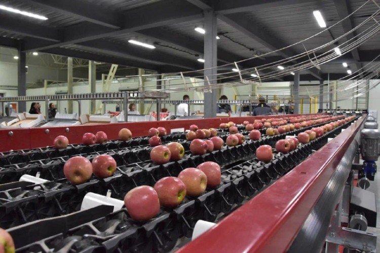 Конвеер с яблоками