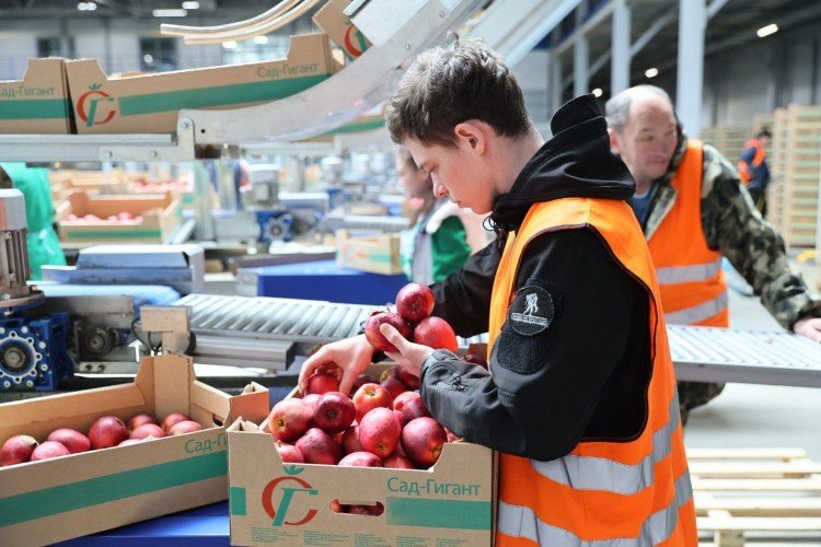 Сортировщик яблок