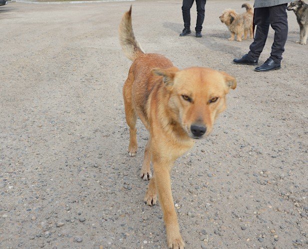 Рыжая собака