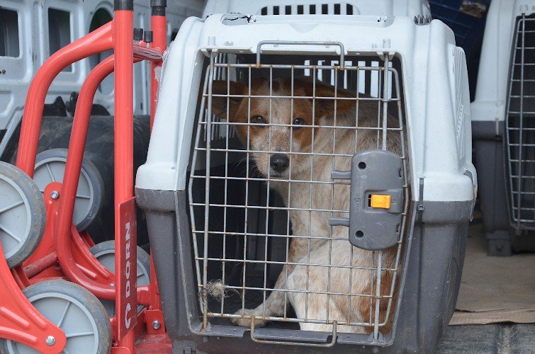 Начинается отлов безнадзорных животных в Усть-Лабинске