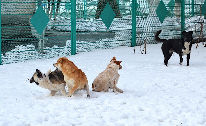 Собаки дерутся