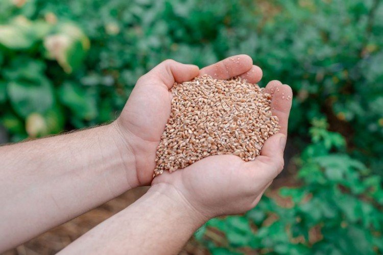 Зерно в руках
