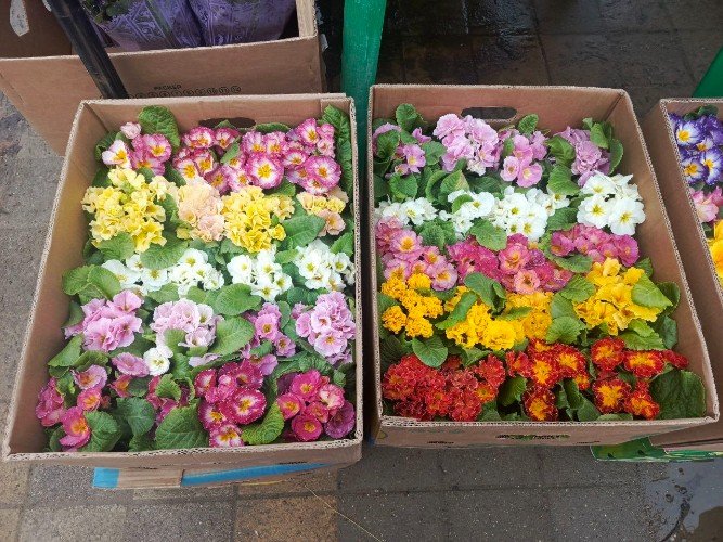 Примула в коробках