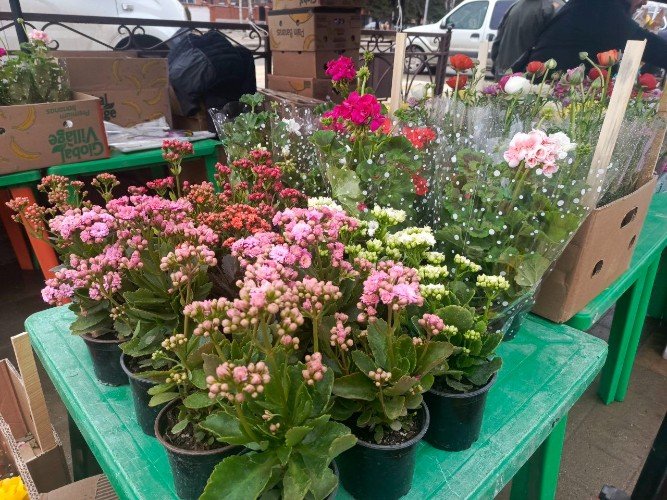 Цветы в горшках