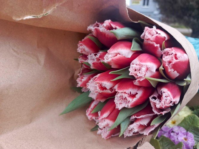 Тюльпаны махровые