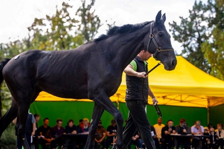 Показ на аукционе коней на конезаводе «Восход»,