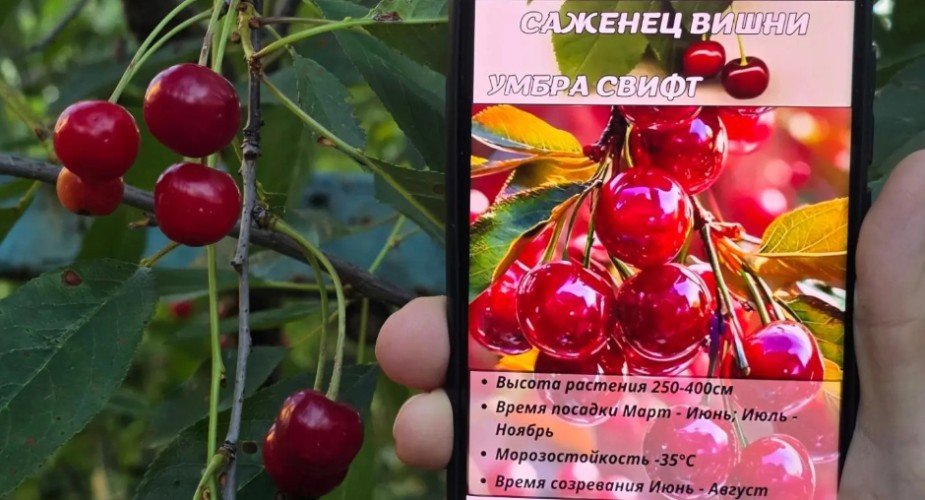 Саженец вишни
