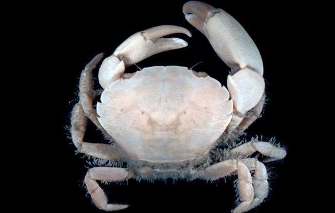 Новый вид краба полностью освоил Таманский залив Азовского моря