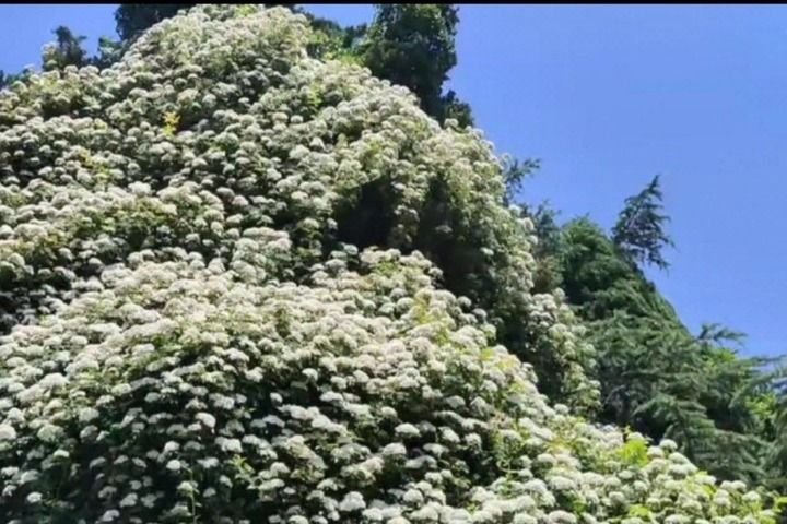В Сочи расцвела уникальная ползучая роза цимоза