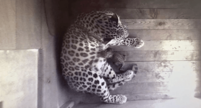 В Сочи родился детеныш леопарда