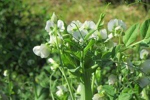 Селекционеры Кубани вывели 11 новых сортов овощного гороха