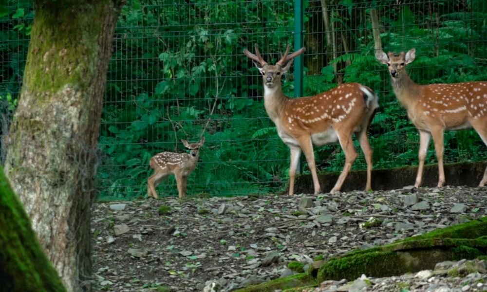 В Кавказском биосферном заповеднике бэби-бум