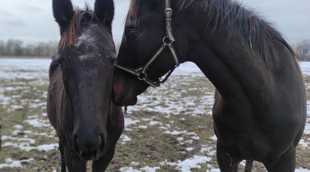 Взлетел спрос на скакунов «Восхода»