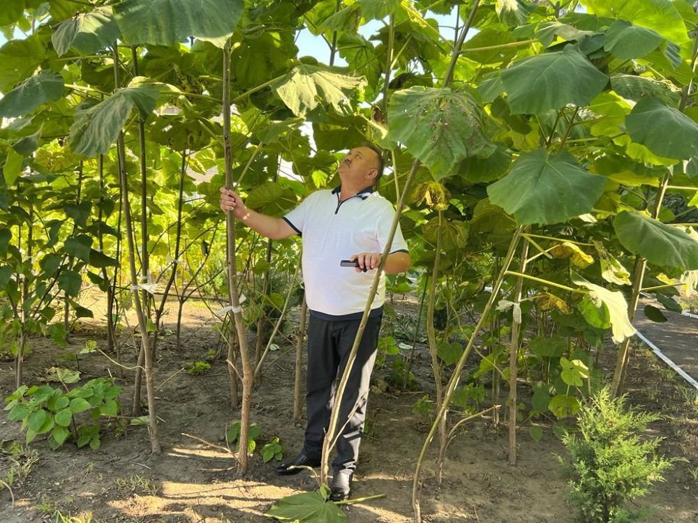 Грядет масштабное озеленение! 10 ноября в Усть-Лабинском районе состоится торжественная высадка новых деревьев