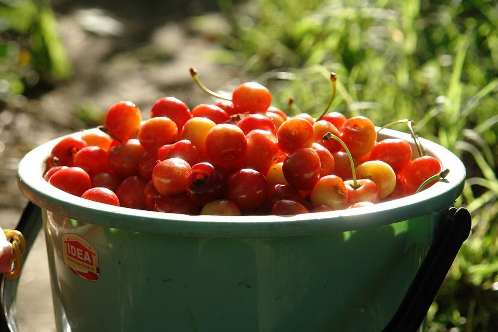На Кубани стали больше собирать ягод