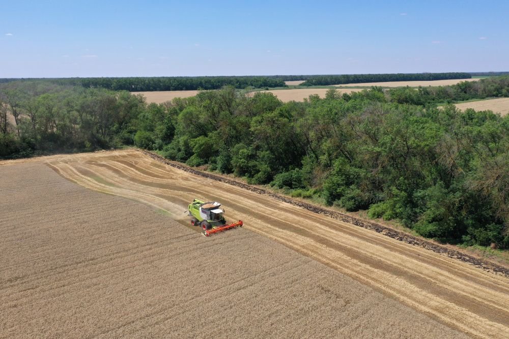 В Краснодарском крае убирают пшеницу и ячмень