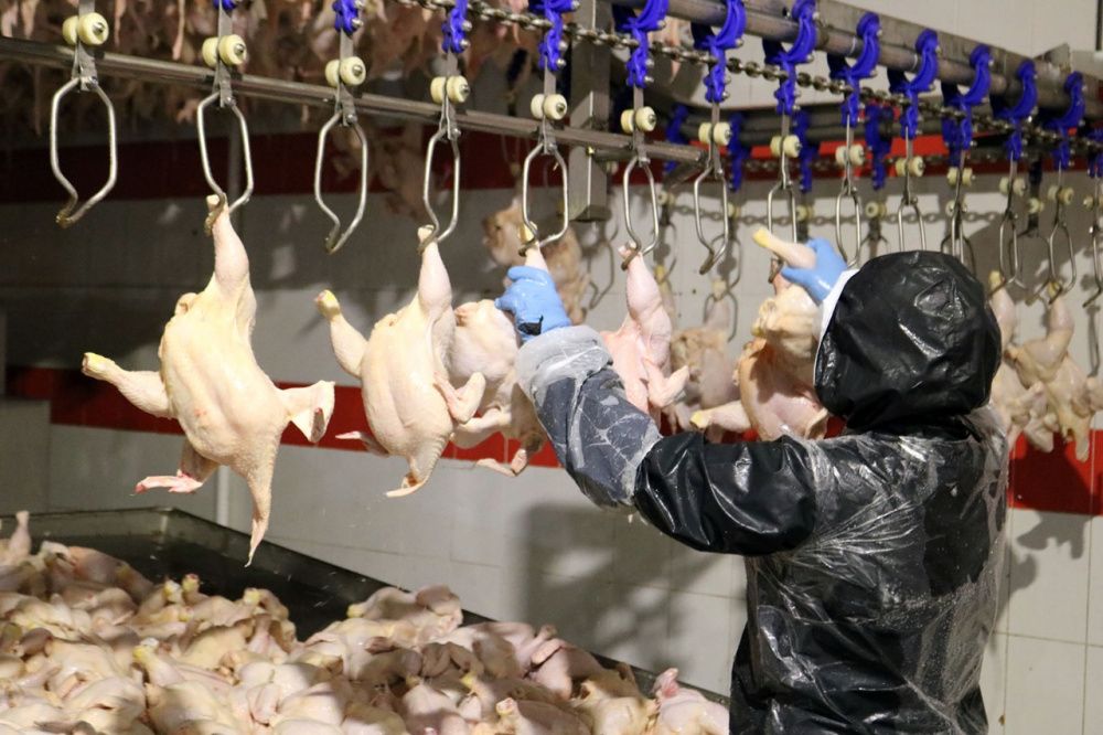 Смертельно опасное мясо птицы из Ставрополья обнаружили специалисты Россельхознадзора