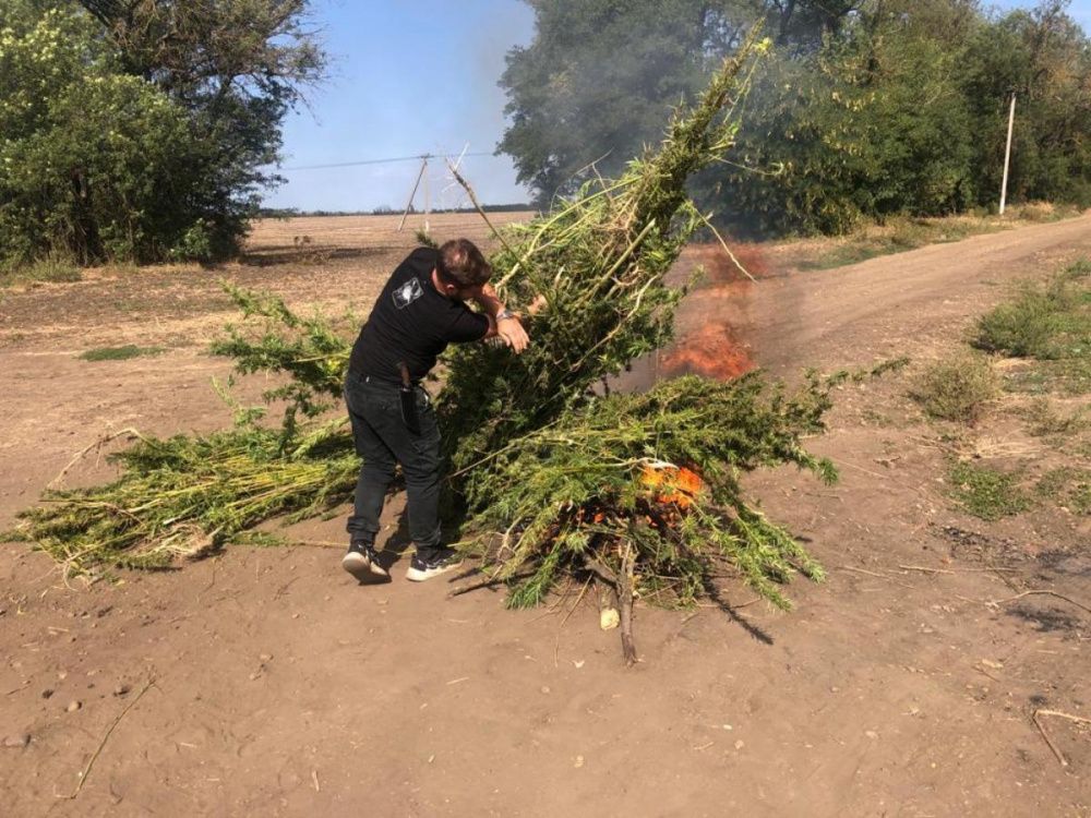 Более 1,8 тысячи кустов наркотических растений уничтожили в Усть-Лабинском районе