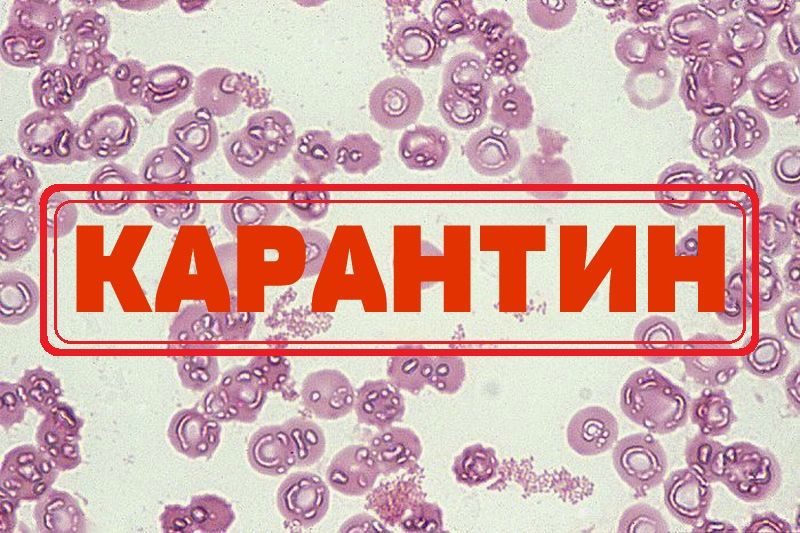 Из-за опасной инфекции в одном из районов Кубани ввели карантин