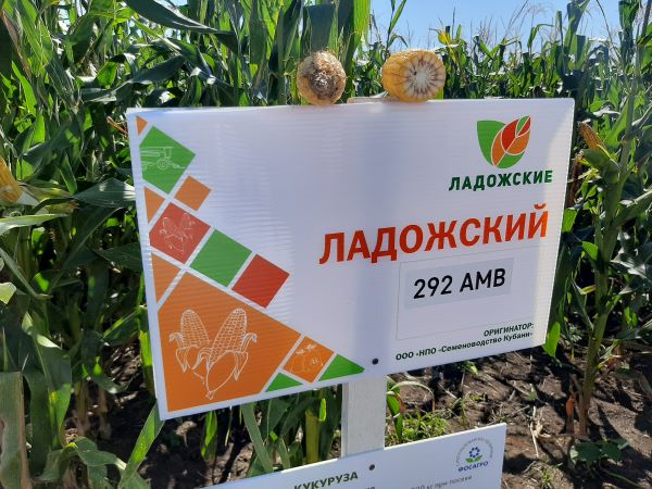 «Ладожские» продемонстрируют лучшие сорта гибридов на Дне поля юга России в Усть-Лабинском районе