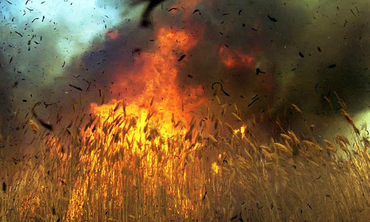 Поле с пшеницей потушили в Усть-Лабинском районе