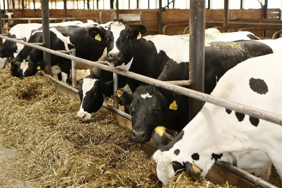 Фермеры Кубани через семь лет будут получать 2,1 миллиона тонн молока ежегодно