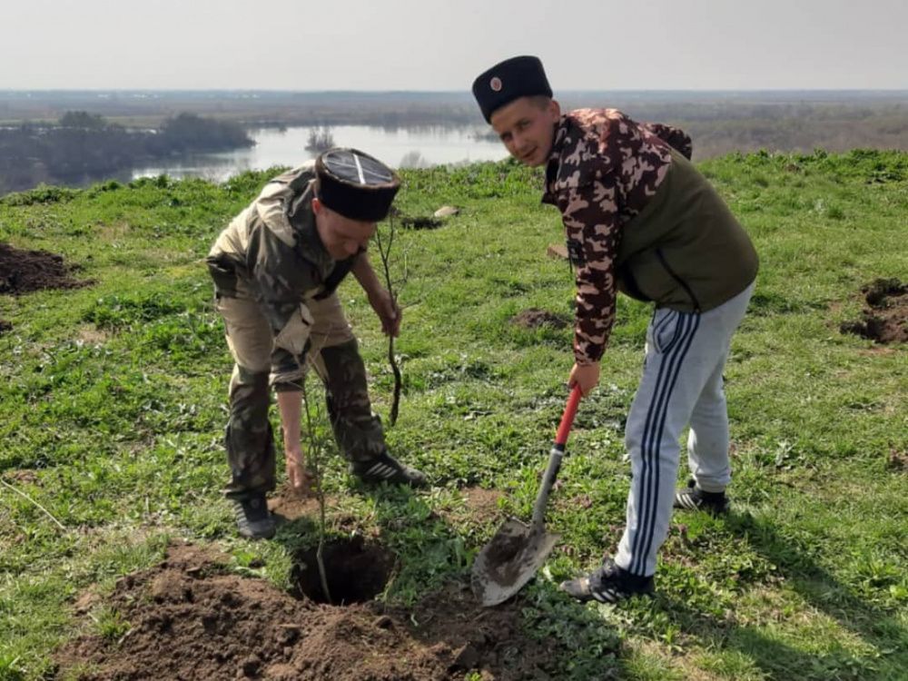 75 деревьев высадили в станице Некрасовская