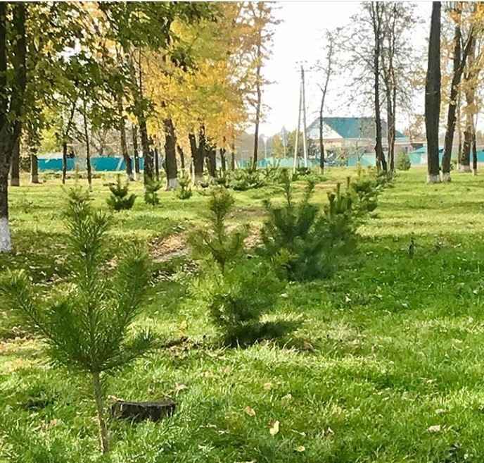 Завершено озеленение трех «железных» хуторов