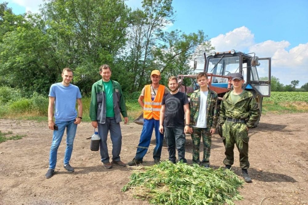 Почти 1,5 тысячи кустов конопли обнаружили в Усть-Лабинске