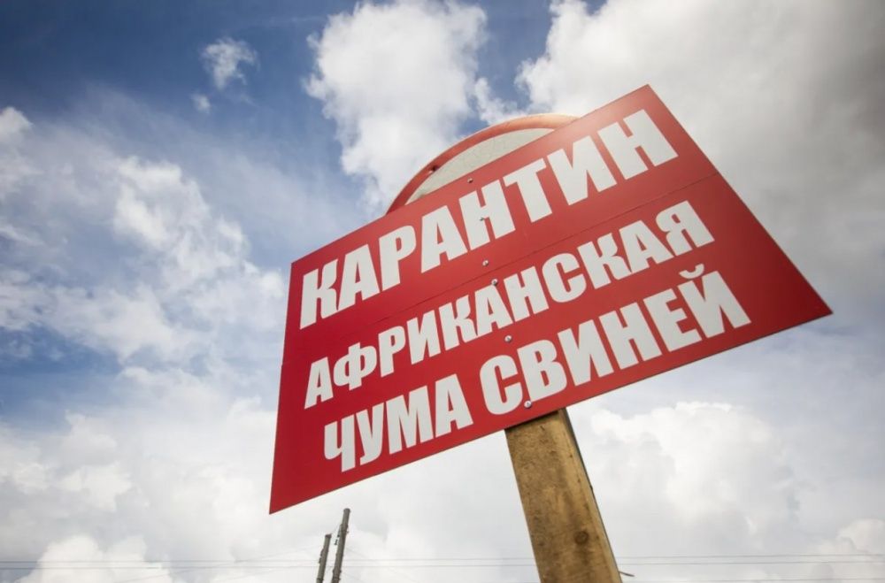 Ещё в одном районе Кубани обнаружен очаг АЧС