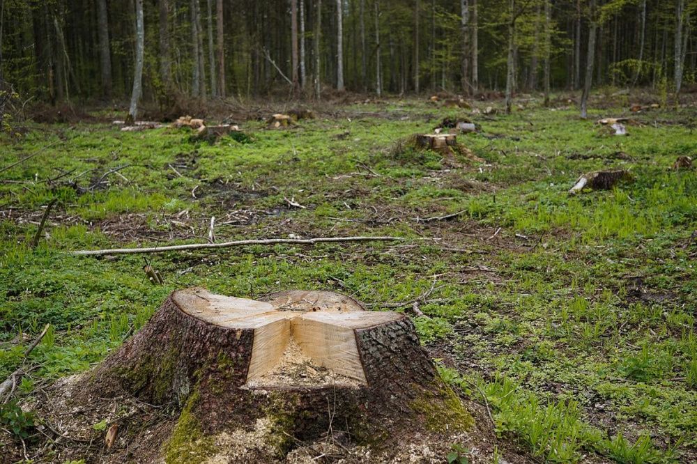 Объем незаконной вырубки древесины сократили в Краснодарском крае на 20%