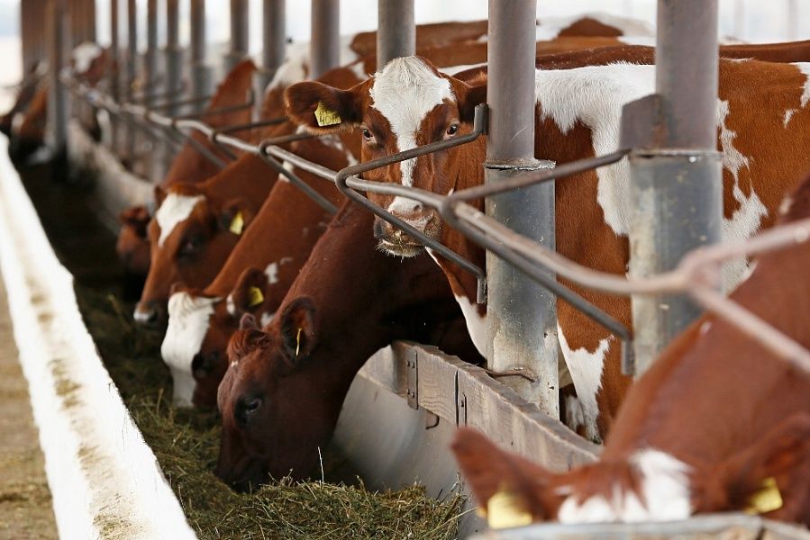 Кубань в 2023 году получит компенсации на полмиллиарда рублей на закупку и модернизацию оборудования сельхозпредприятий