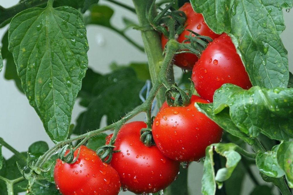 Сервис доставки фермерских продуктов запустили на Кубани