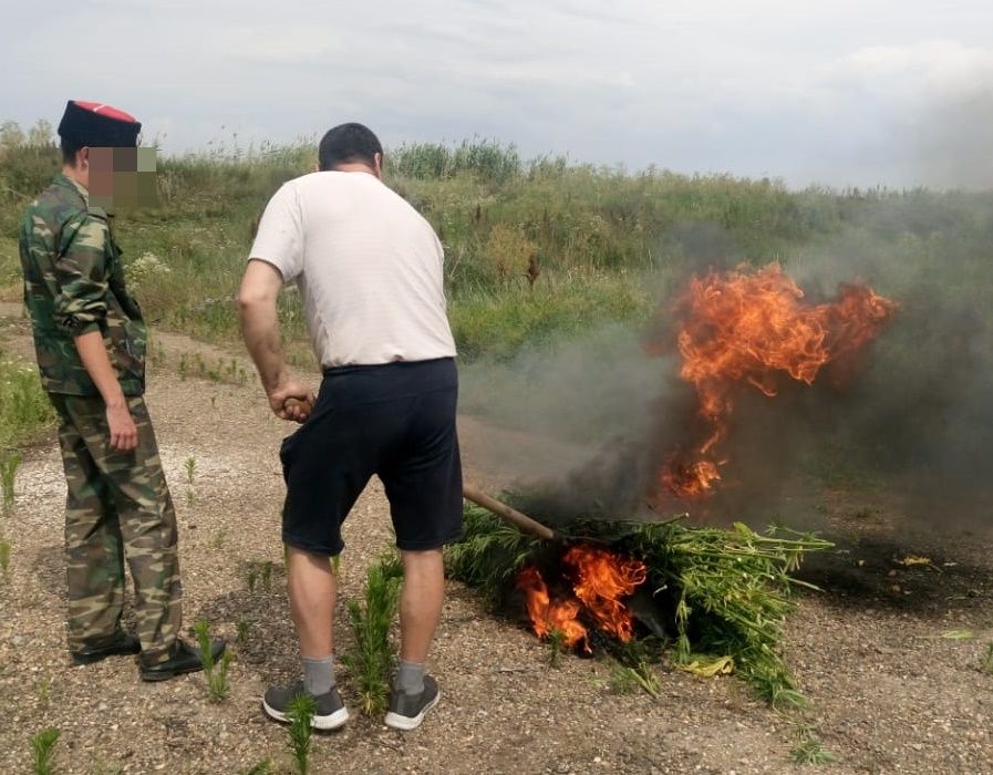 В Усть-Лабинске уничтожено еще 72 куста конопли