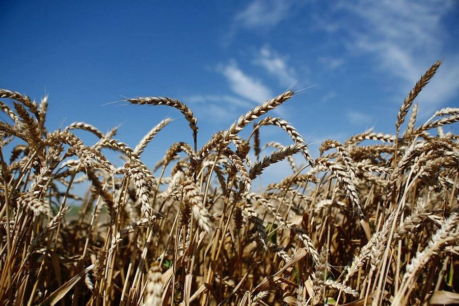 Кубань занимает первое место в стране по объемам производства сельхозпродукции