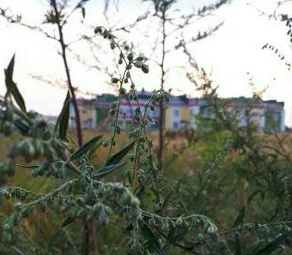 ПРО КОНОПЛЮ И АМБРОЗИЮ