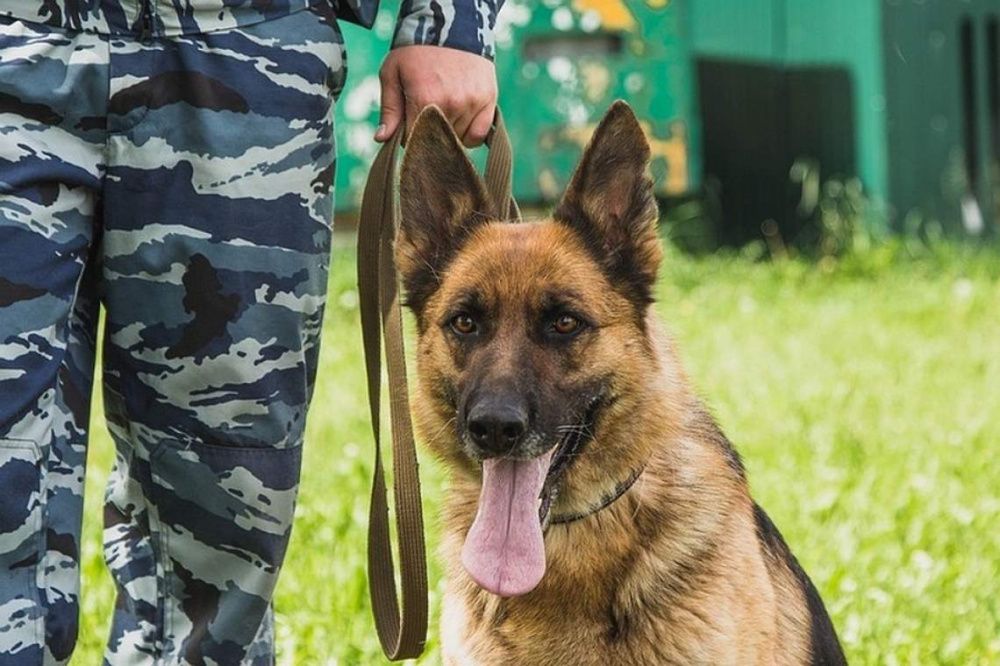 В Усть-Лабинске служебная собака нашла вора по горячим следам