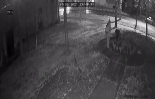 В Усть-Лабинске ищут двух женщин, которые украли розы с городской клумбы