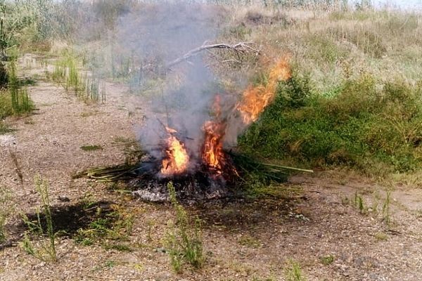 Дикорастущую коноплю уничтожают в Усть-Лабинском районе