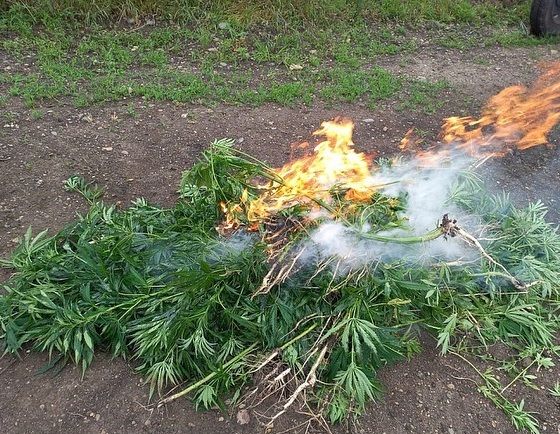 В Усть-Лабинском районе стартовали рейды по выявлению дикорастущей конопли