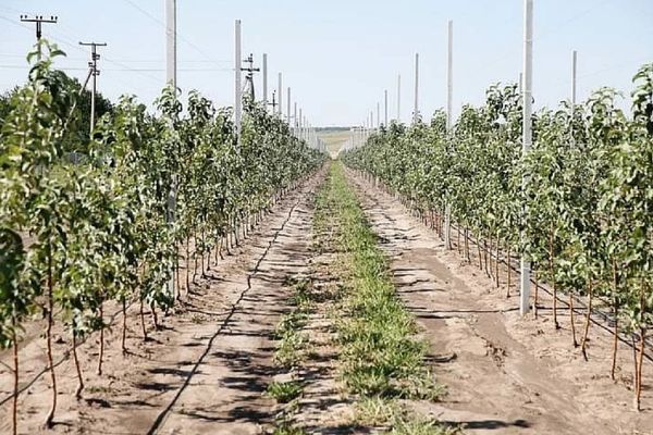 Больше 600 гектаров молодых садов заложено на Кубани