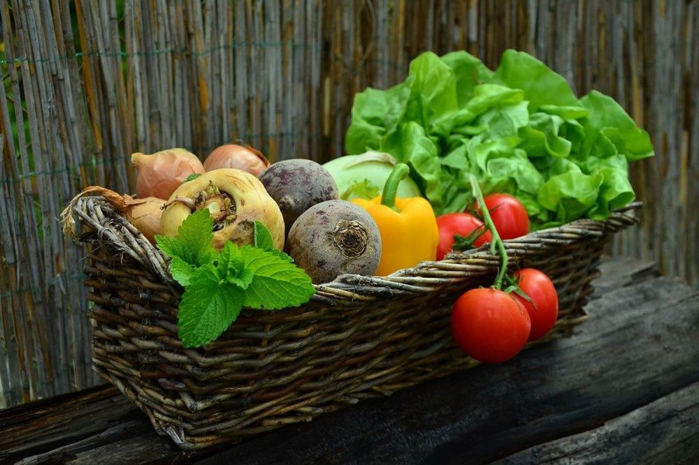 Кубань стала лидером в России по числу производителей органических продуктов