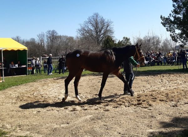 Конезавод новокубанский. Новокубанский конный завод восход. Конный завод в новокубанске. Конный завод восход. Конезавод восход новокубанск.